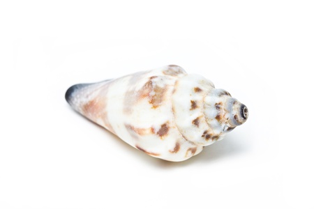 Sea shell isolated on white 