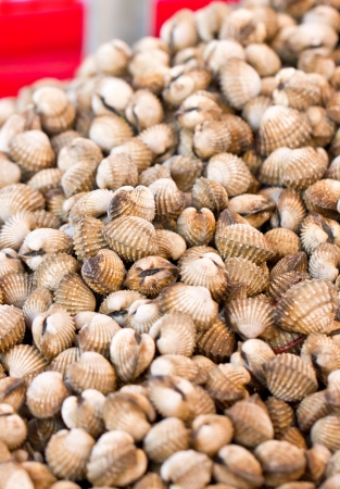 Blood cockle の写真素材