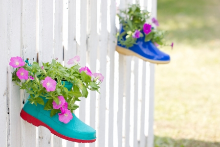 Ornamental Petunia Flowers Plant in Shoes Hanging on Fance の写真素材