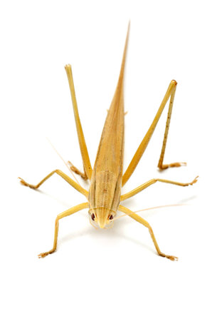 Single Brown Grasshopper Isolated On White.