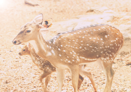 Spotted Deer, Axis Deer (Axis axis), In Zoo Park.の写真素材