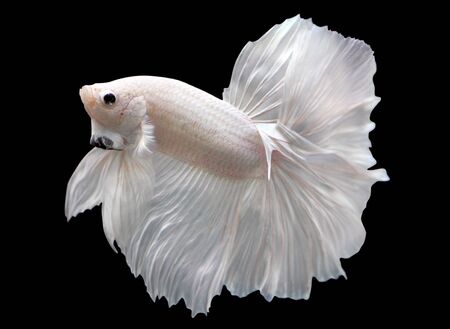 Betta White Platinum Halfmoon HM Male or Plakat Fighting Fish Splendens On Black Background.の写真素材