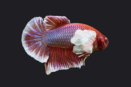 Beautiful betta fish on black
