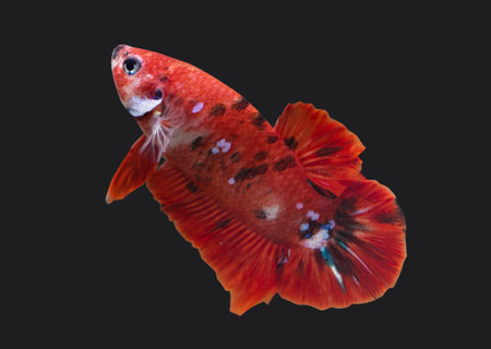 Betta Red Koi Star Galaxy Plakat HMPK Male or Plakat Fighting Fish Splendens On Black Background.の写真素材