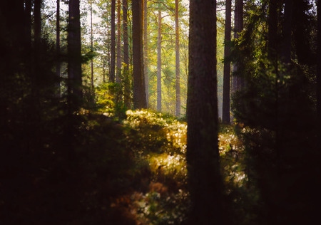 The bright and warm sunlight in the deep forest in the north of Sweden
