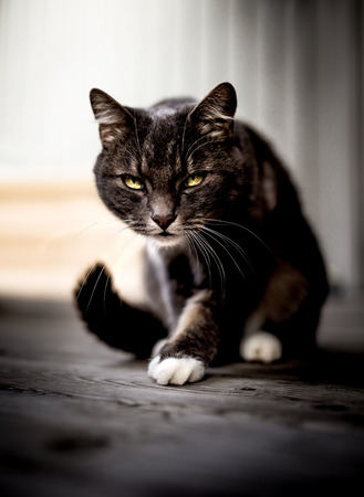 One angry looking cat ready to attack