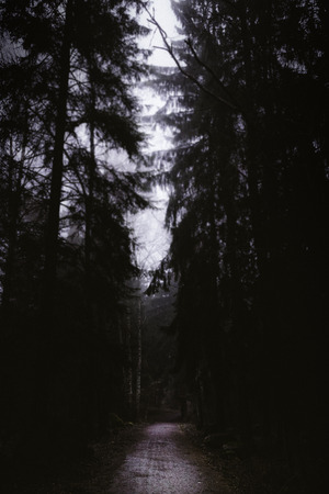 Dark walk in the dense forest at morning