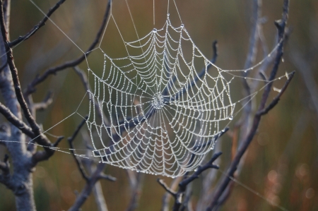 Spider web with morning dewの写真素材