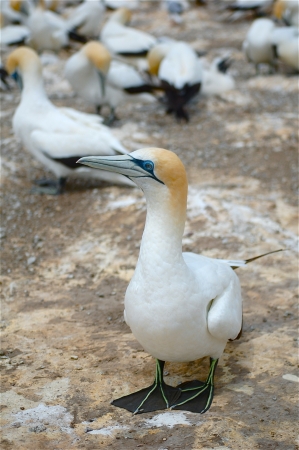 Gannet at Cape Kidnappersの写真素材