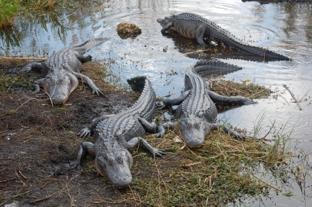 Alligators in the Evergladesの写真素材