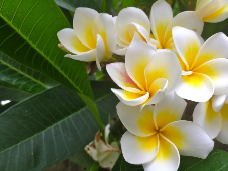 Frangipaniの写真素材