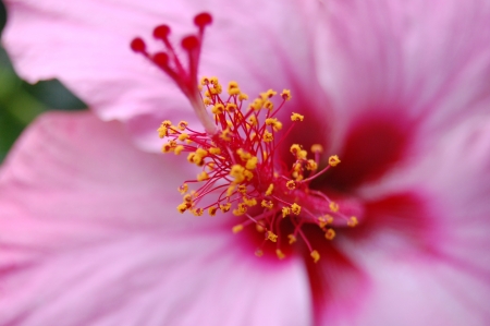 Hibiscus close upの写真素材