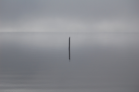 Stick in the mistの写真素材