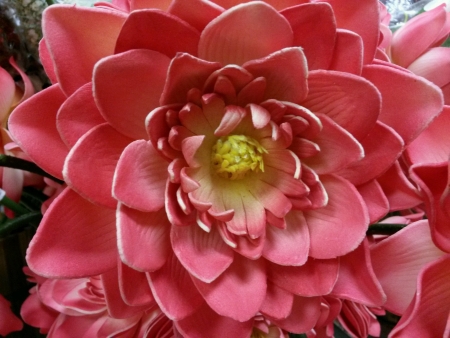 Pink blossomの素材