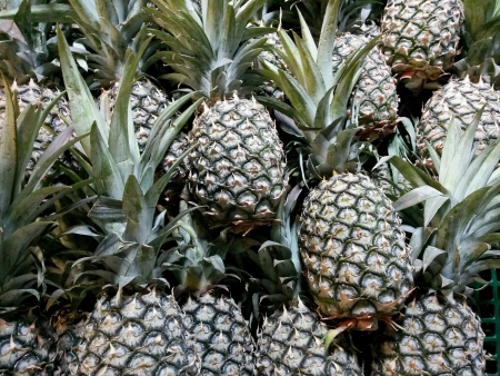 Many pineapplesの素材