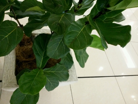 Indoor green plant on marbleの素材