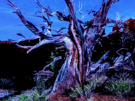 Aquatic plants and tree bark in aquariumの素材