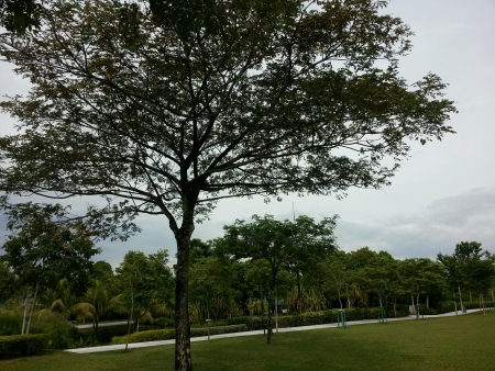 Tree on a sloping hillの素材