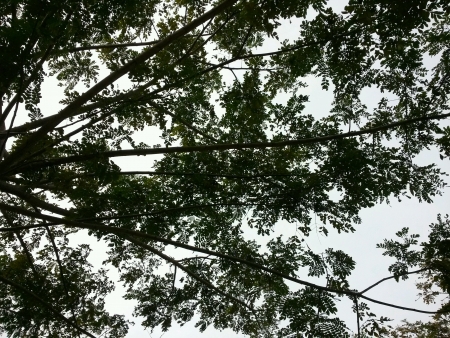 Tree branchesの素材