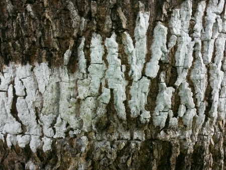 Tree bark with white paintの素材