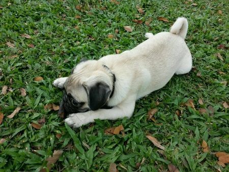Pug puppy lying on grassの素材