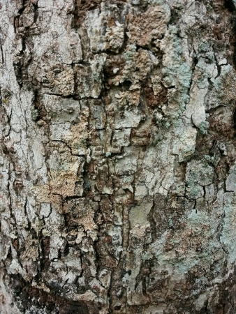 Tree barkの素材