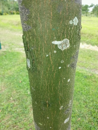 Moss covered tree trunkの素材
