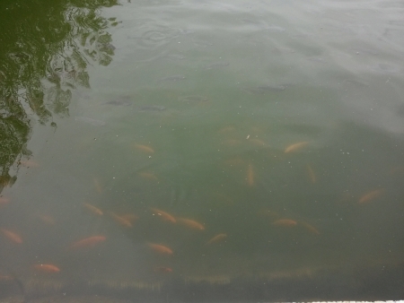 Koi fish in a lakeの素材