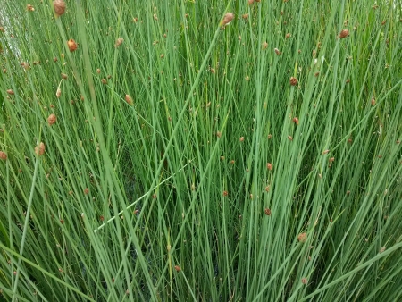 Swamp plantsの素材