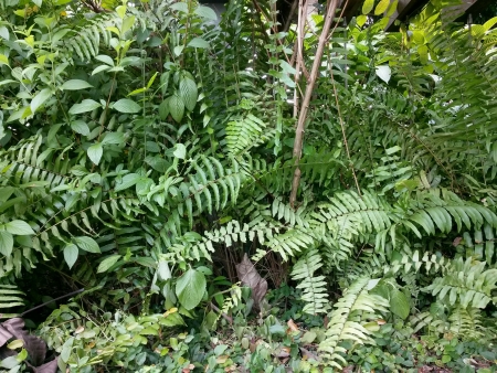 Fern bushの素材