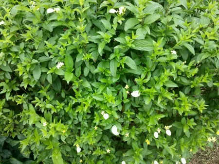 Yellow flowered bushの素材
