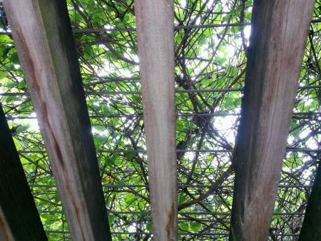 Green plants overhanging wood raftersの素材