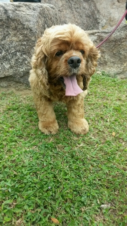 Cocker spaniel on grassの素材