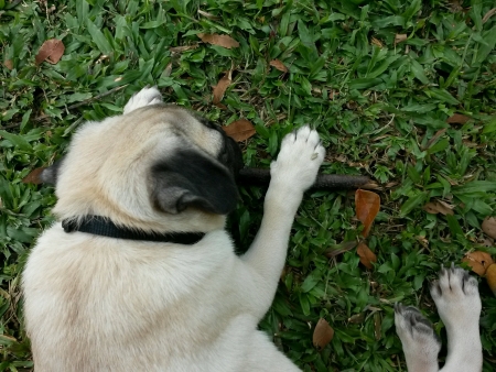 Pug puppy chewing on a stickの素材