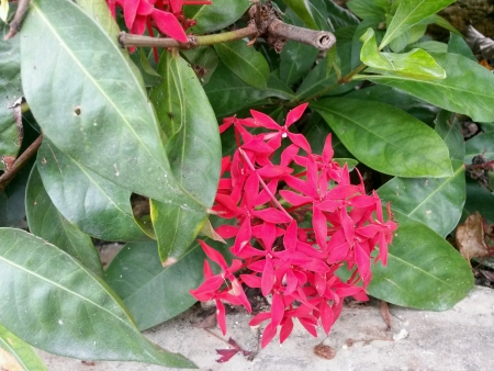 Pink flowersの素材