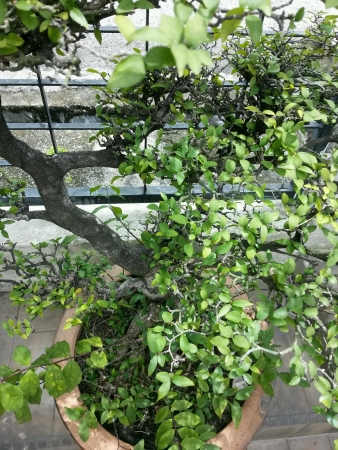 Potted Bonsai plantの素材