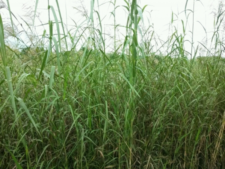 Tall swamp weedsの素材