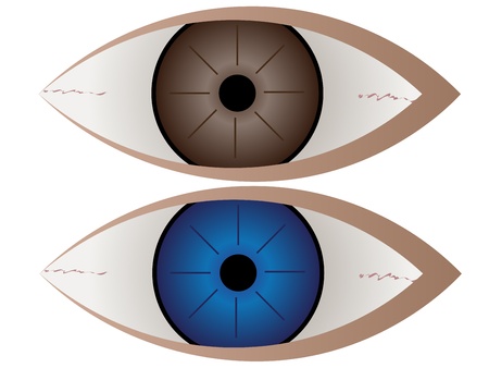 Brown and blue eyeのイラスト素材