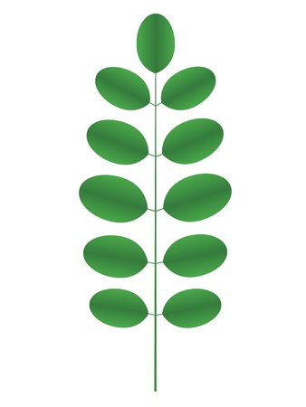 Acacia twigのイラスト素材