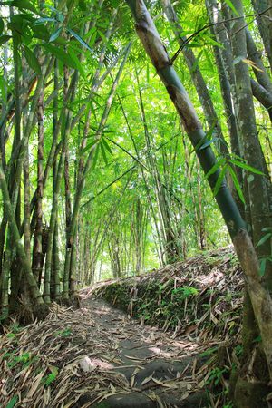 Bamboo Forestの写真素材