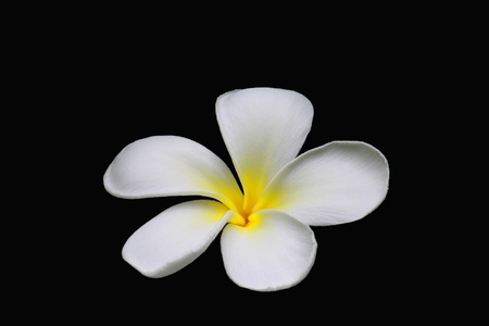 plumeria isolated on black backgroundの写真素材