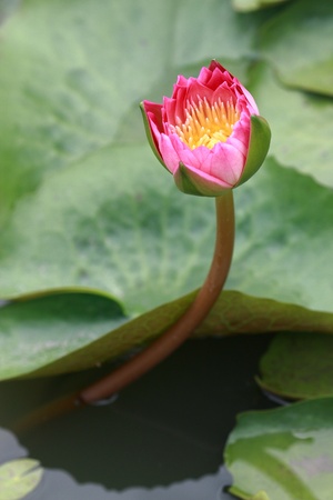 pink water lily with leaf on pondの写真素材