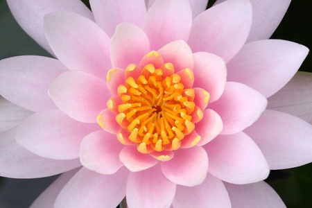 pattern of macro pink water lily, top viewの写真素材