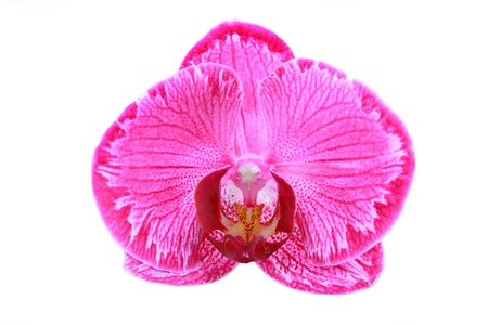 isolated single pink orchid with texture on petal in natureの写真素材