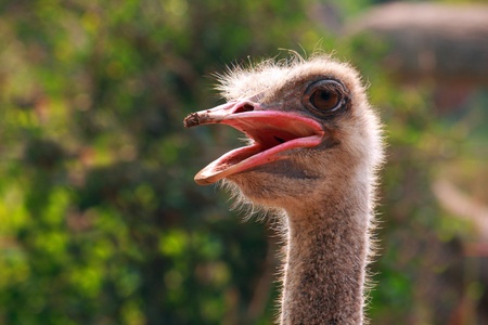 ostrich head shot in a zoo with tree on backgroundの写真素材