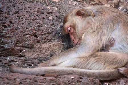 Monkey sleeping on stone wall in natureの写真素材