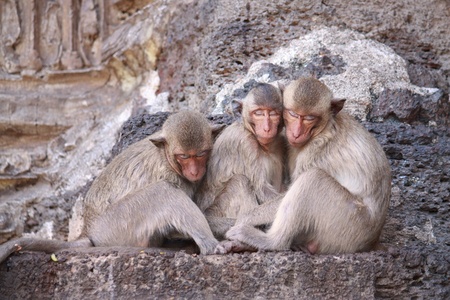 Monkey sleeping on stone wall in nature