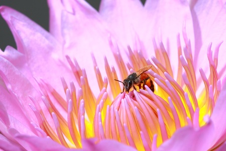 water lily, lotus in nature