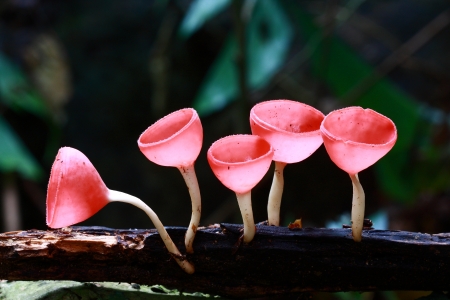 Pink Burn Cup, Fungi Cup mushroom in forestの写真素材