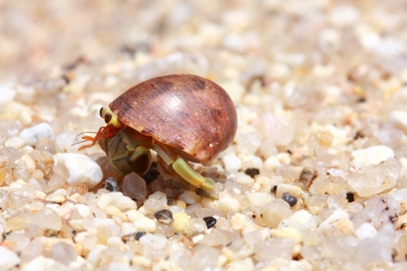 Hermit crab, pagurianの写真素材